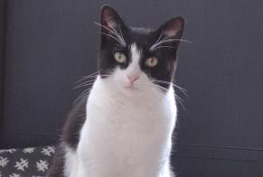 Alerte Disparition Chat Femelle , 2 ans Le Mans France