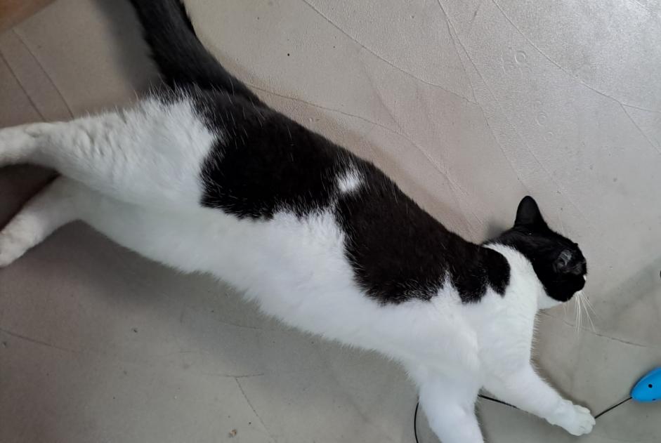 Alerte Disparition Chat Femelle , 2 ans Le Mans France