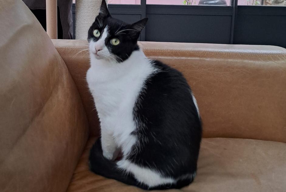 Alerte Disparition Chat Femelle , 2 ans Le Mans France