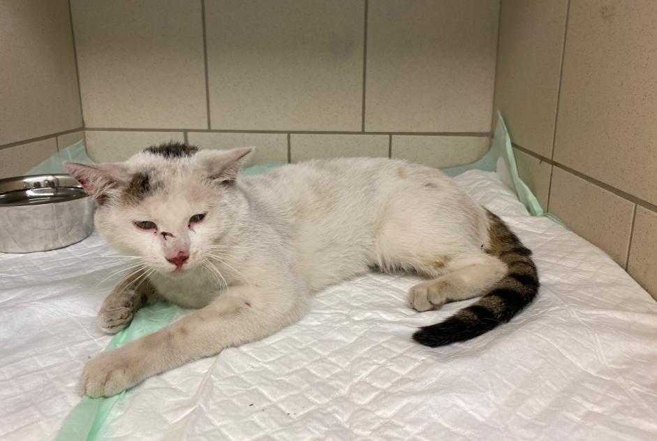 Alerte Découverte Chat Mâle Gemeaux France