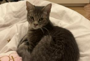 Alerte Disparition Chat Mâle , 1 ans Annemasse France