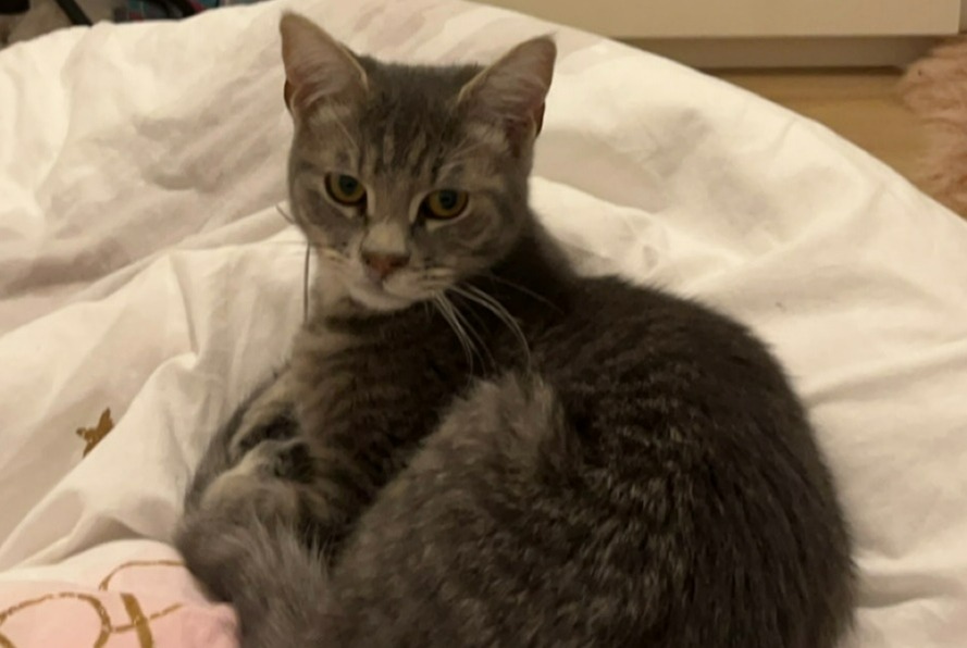 Alerte Disparition Chat Mâle , 1 ans Annemasse France