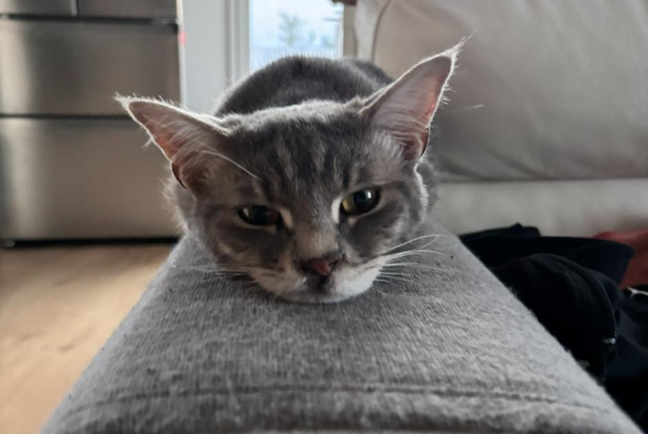 Alerte Disparition Chat Mâle , 1 ans Annemasse France