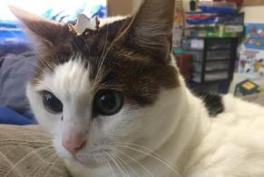 Alerte Disparition Chat  Femelle , 16 ans Avon France
