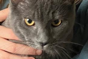 Alerte Disparition Chat Mâle , 2 ans Champlan France