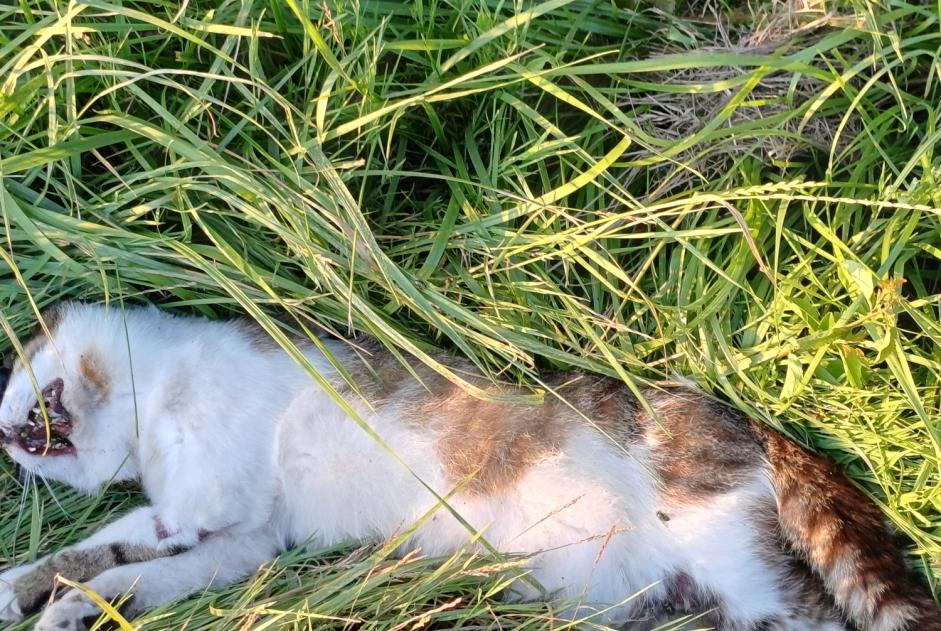Alerte Découverte Chat Inconnu Chuignolles France