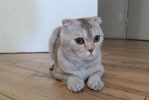 Alerte Découverte Chat  Inconnu Cergy France
