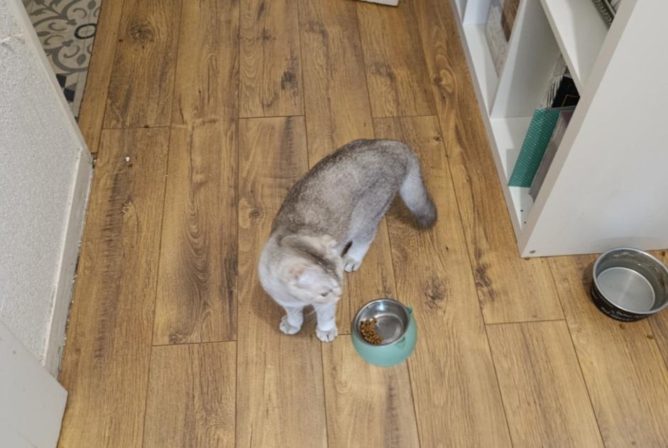 Alerte Découverte Chat  Inconnu Cergy France