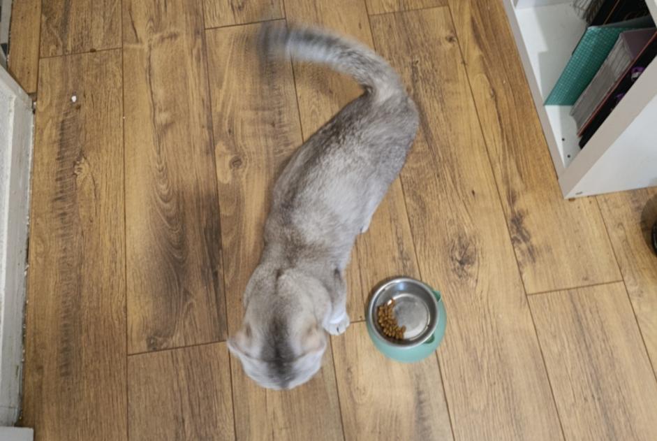 Alerte Découverte Chat  Inconnu Cergy France
