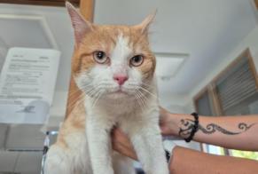 Alerte Découverte Chat  Mâle , 2 ans Poissy France