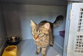 Alerte Découverte Chat  Mâle , 1 année Mareil-Marly France
