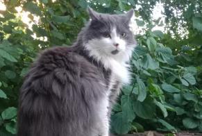 Alerte Découverte Chat Mâle , 2 ans Nancy France