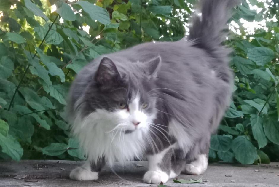 Alerte Découverte Chat Mâle , 2 ans Nancy France