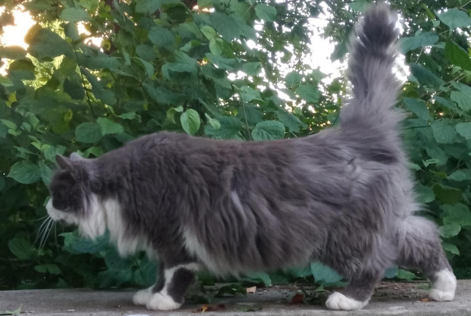 Alerte Découverte Chat Mâle , 2 ans Nancy France
