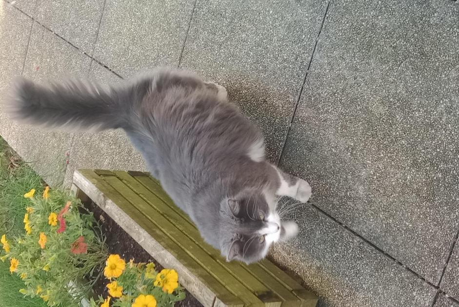 Alerte Découverte Chat Mâle , 2 ans Nancy France