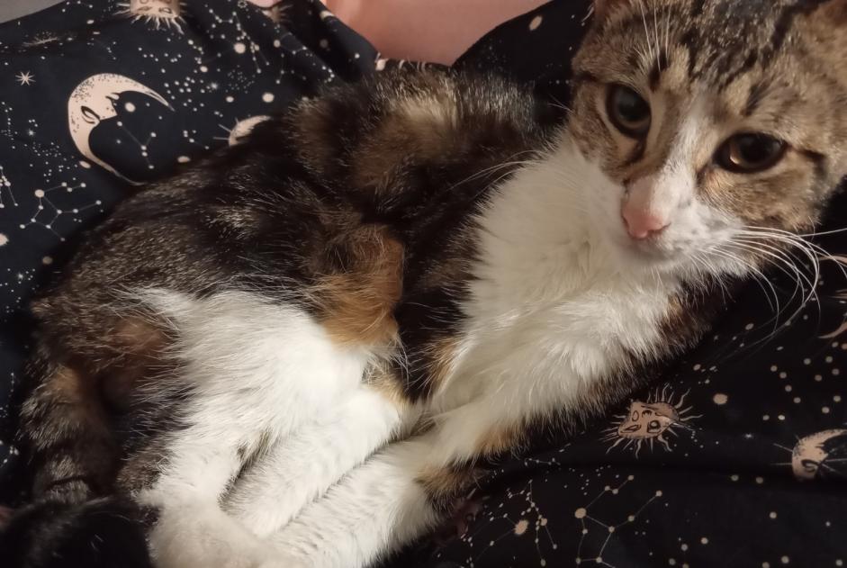 Alerte Découverte Chat Mâle Carrières-sur-Seine France
