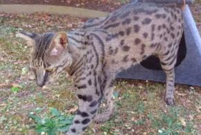 Alerte Disparition Chat croisement  Mâle , 3 ans Ballainvilliers France