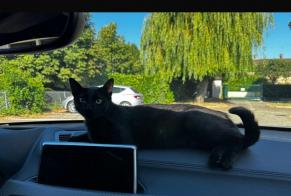 Alerte Découverte Chat Femelle Vonnas France