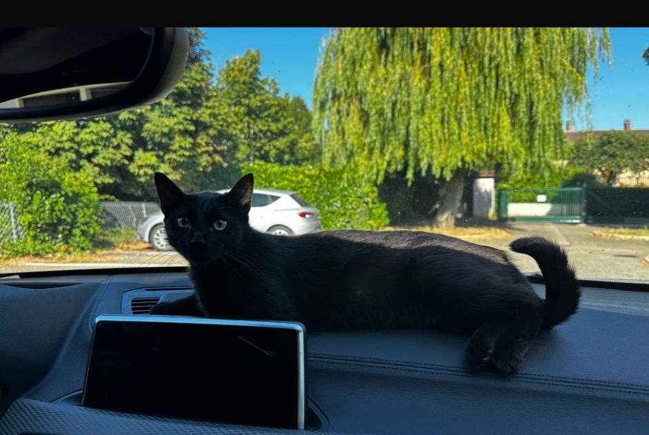 Alerte Découverte Chat Femelle Vonnas France