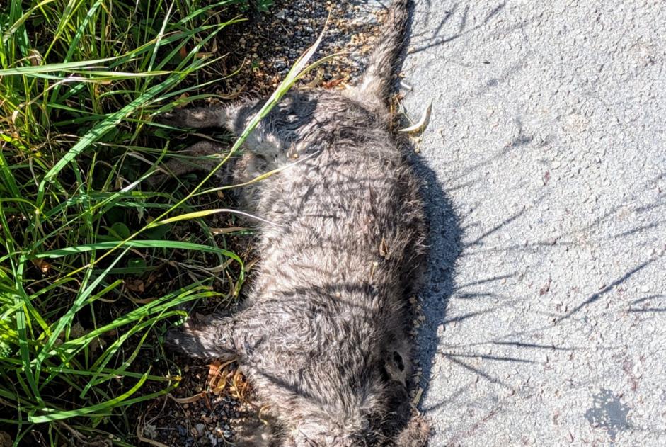Alerte Découverte Chat croisement  Inconnu , 6 ans Amiens France