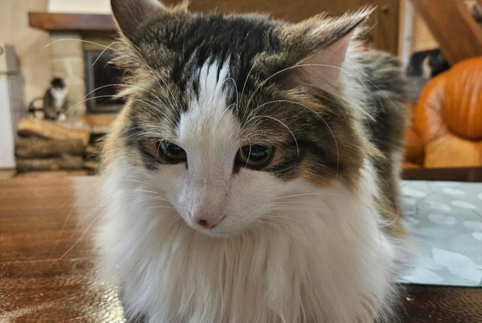 Alerte Disparition Chat croisement  Mâle , 3 ans Gaël France