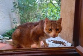 Alerte Découverte Chat Femelle Mézel France