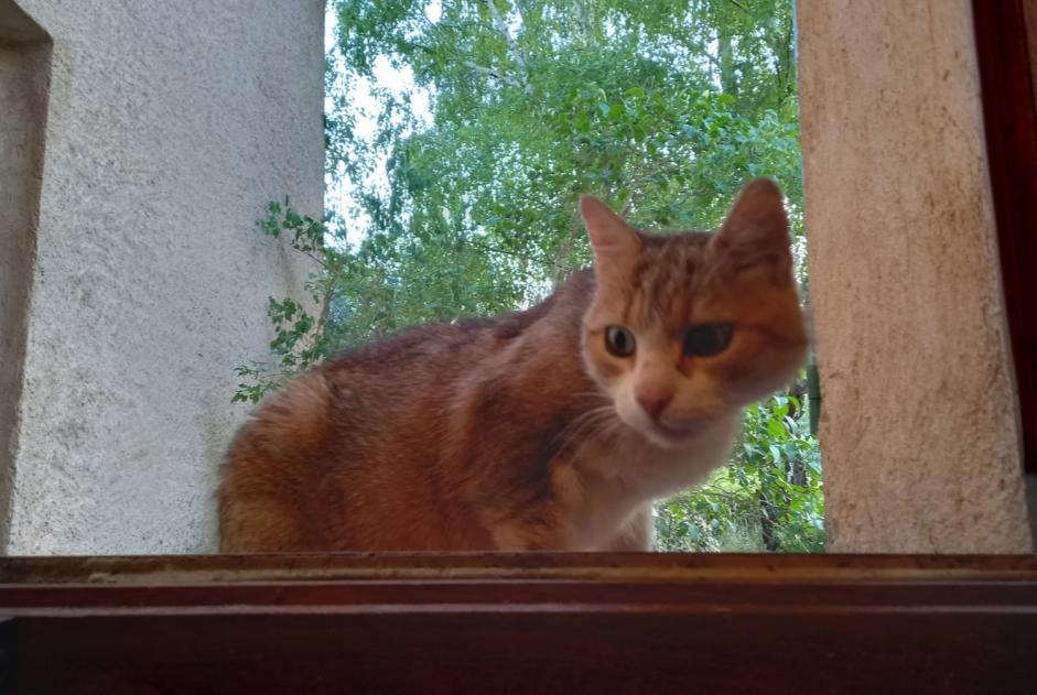 Alerte Découverte Chat Femelle Mézel France