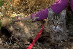 Alerte Disparition Chat  Mâle , 11 ans Soulac-sur-Mer France