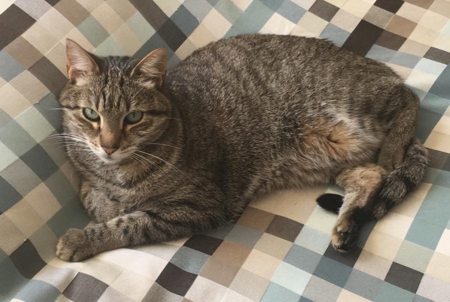 Alerte Disparition Chat Mâle , 12 ans Nantes France