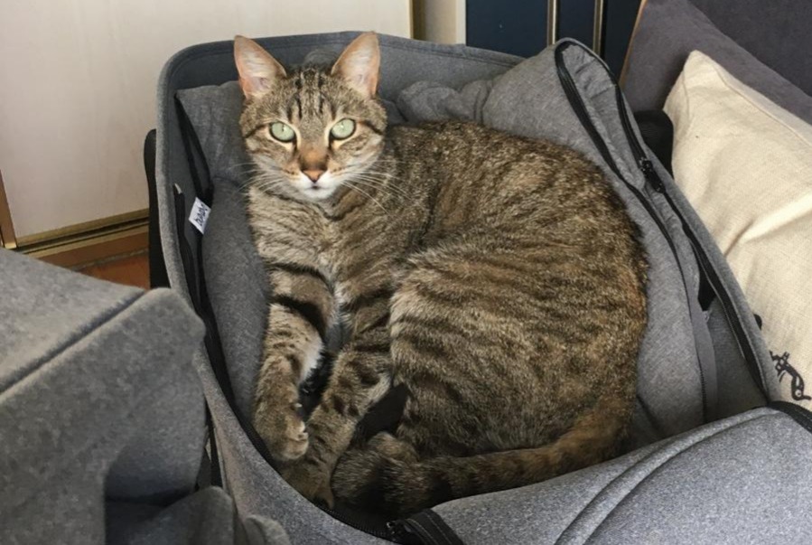 Alerte Disparition Chat Mâle , 12 ans Nantes France