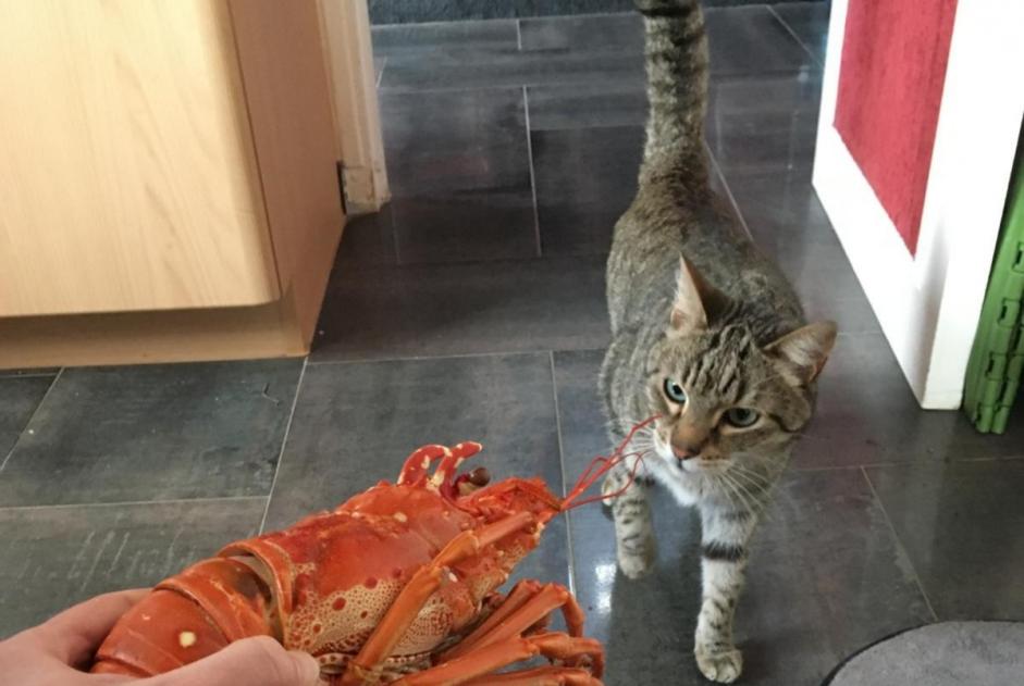 Alerte Disparition Chat Mâle , 12 ans Nantes France