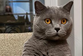 Alerte Disparition Chat  Mâle , 6 ans Erquy France