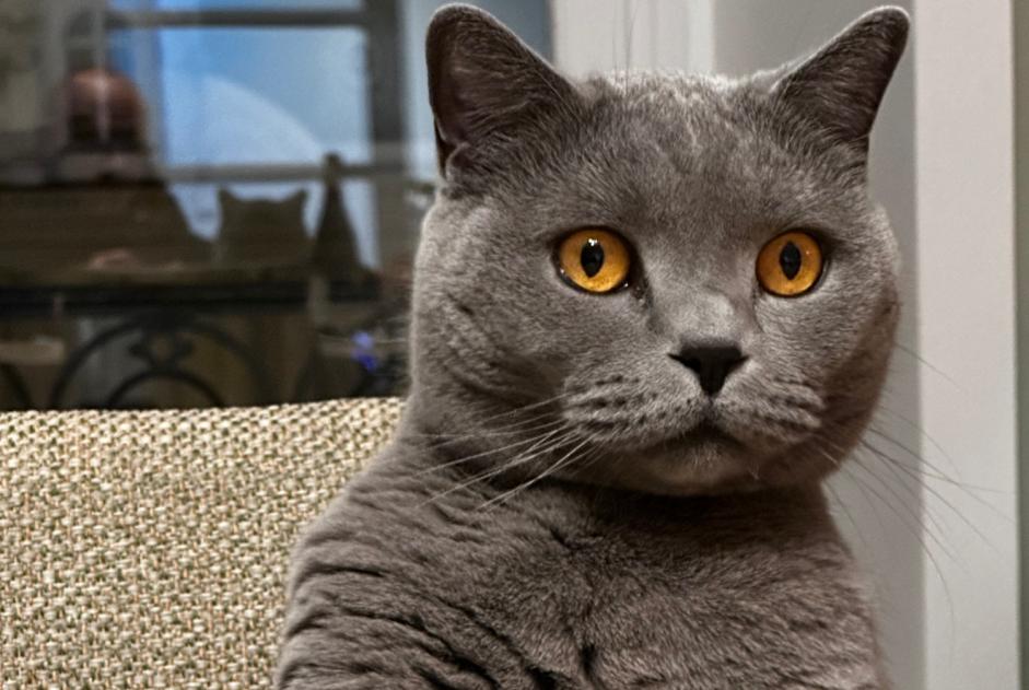 Alerte Disparition Chat  Mâle , 6 ans Erquy France
