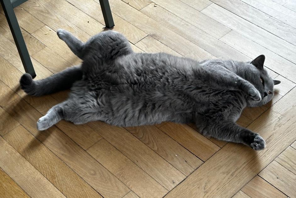 Alerte Disparition Chat  Mâle , 6 ans Erquy France