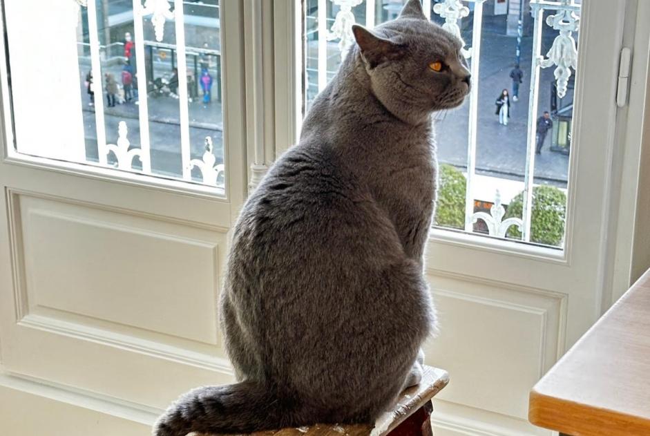 Alerte Disparition Chat  Mâle , 6 ans Erquy France