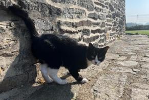 Alerte Disparition Chat  Femelle , 2 ans Pluméliau-Bieuzy France
