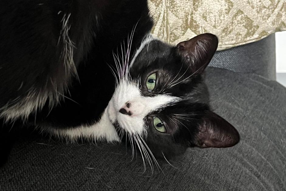 Alerte Disparition Chat  Femelle , 2 ans Pluméliau-Bieuzy France