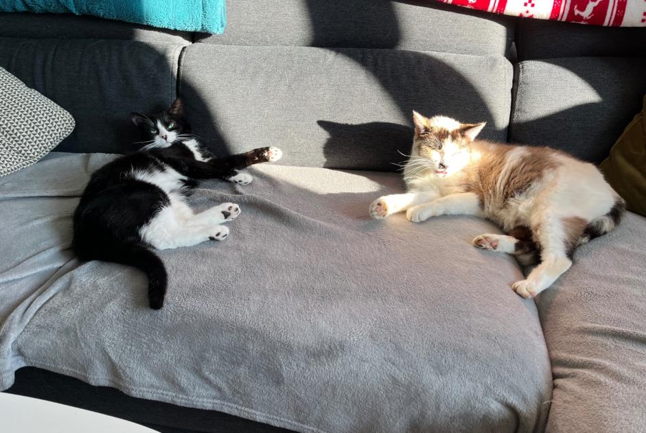 Alerte Disparition Chat  Femelle , 2 ans Pluméliau-Bieuzy France