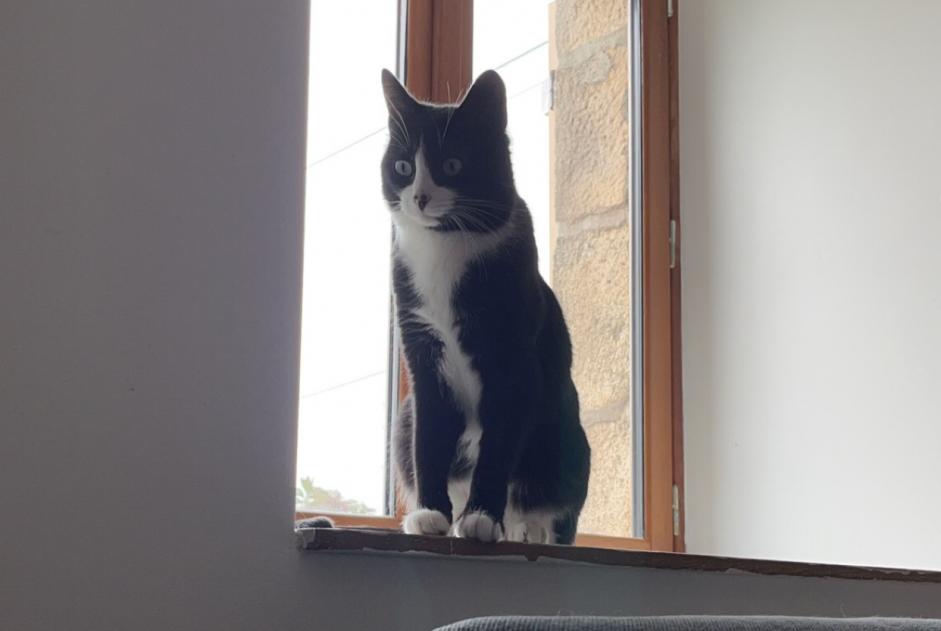 Alerte Disparition Chat  Femelle , 2 ans Pluméliau-Bieuzy France