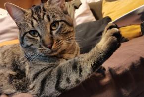 Alerte Disparition Chat Mâle , 1 ans Saint-Étienne-du-Grès France