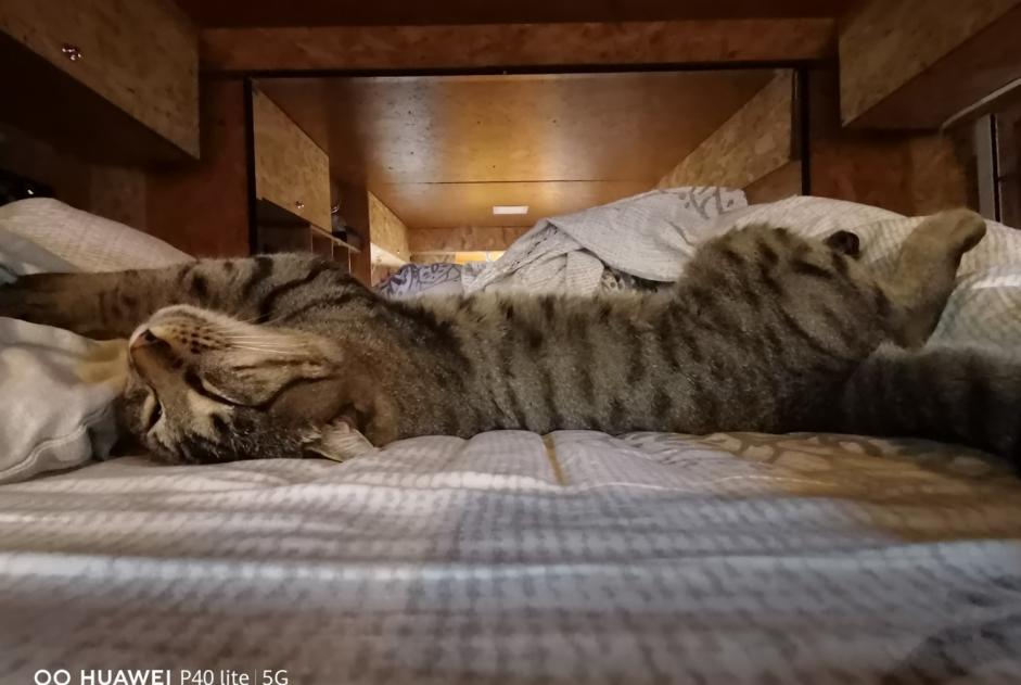 Alerte Disparition Chat Mâle , 1 ans Saint-Étienne-du-Grès France
