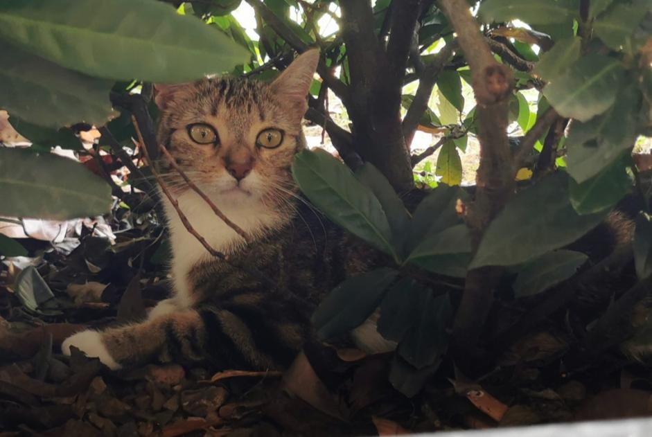 Alerte Disparition Chat Femelle , 1 ans La Riche France