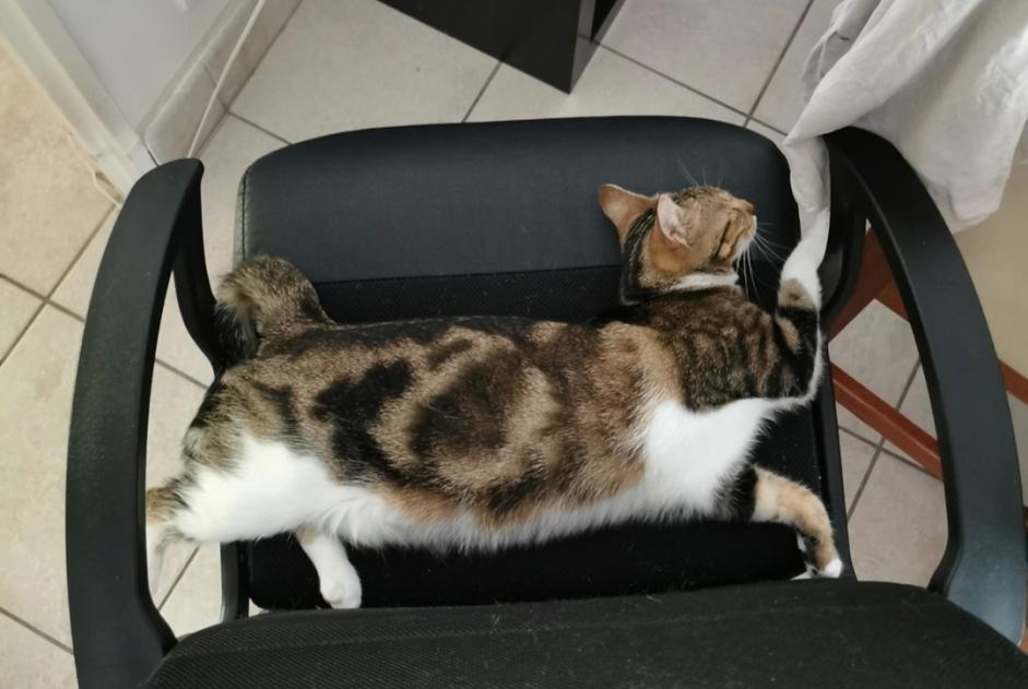 Alerte Disparition Chat Femelle , 1 ans La Riche France