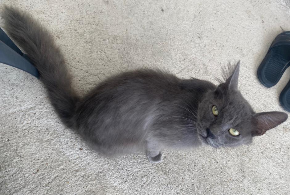 Alerte Découverte Chat Inconnu Ouarville France
