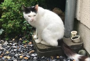 Alerte Découverte Chat Mâle Bailleval France