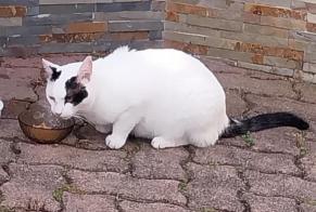 Alerte Découverte Chat Inconnu Andolsheim France