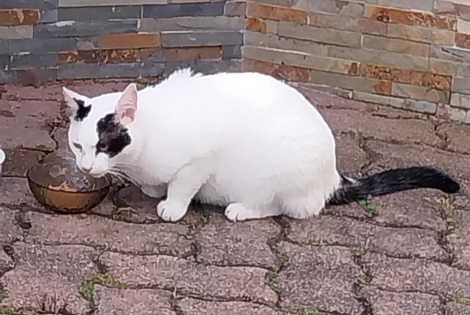 Alerte Découverte Chat Inconnu Andolsheim France