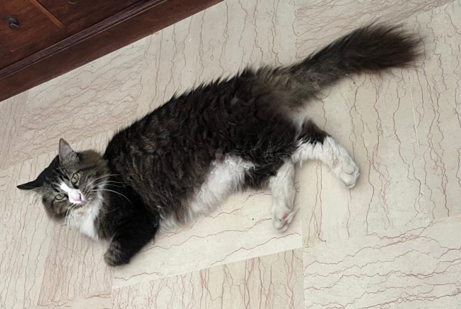 Alerte Découverte Chat Inconnu Nice France