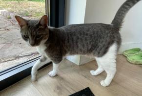Alerte Découverte Chat Mâle Nantes France