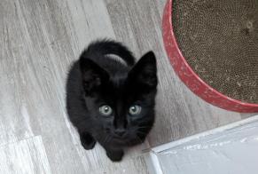 Alerte Découverte Chat Inconnu , Entre 1 et 3 mois Ergny France